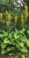 BarrowfordBestKeptGardens2019_034_25pc