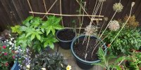BarrowfordBestKeptGardens2019_126_25pc