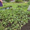 BarrowfordBestKeptGardens2019_088_25pc