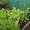BarrowfordBestKeptGardens2019_110_25pc