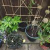 BarrowfordBestKeptGardens2019_126_25pc