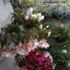 BarrowfordBestKeptGardens2019_192_25pc