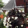 BarrowfordBestKeptGardens2019_222_25pc2