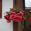BarrowfordBestKeptGardens2019_244_25pc