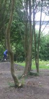 MountainCycleTrack